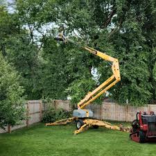 Best Root Management and Removal  in Davis, OK